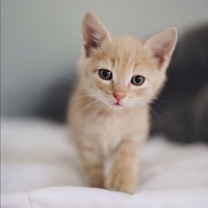 Meet your Posher, Oliver